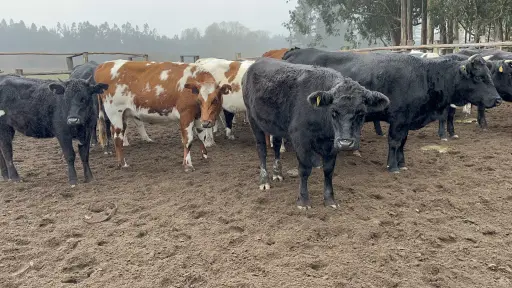 Intensifican acciones para erradicar la brucelosis bovina: región busca declararse libre de la enfermedad