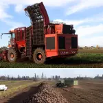 Planta azucarera de San Carlos no procesará remolacha en la temporada 2026-2027 tras decisión de Empresas Iansa., Empresas Iansa