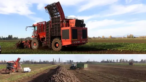 Empresas Iansa cierra la puerta al uso de remolacha nacional en producción de azúcar para 2026-2027