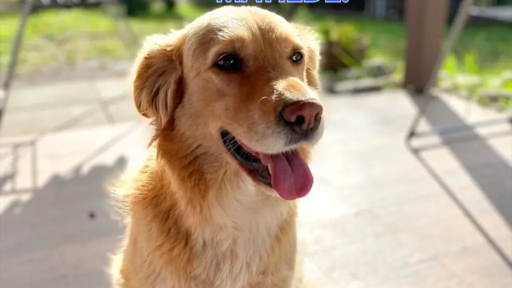 Maite se extravió el sábado 25 de abril en el sector Santa Matilde en el nororiente de Los Ángeles y su búsqueda se mantiene activa., Cedida