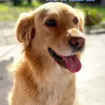 Maite se extravió el sábado 25 de abril en el sector Santa Matilde en el nororiente de Los Ángeles y su búsqueda se mantiene activa., Cedida