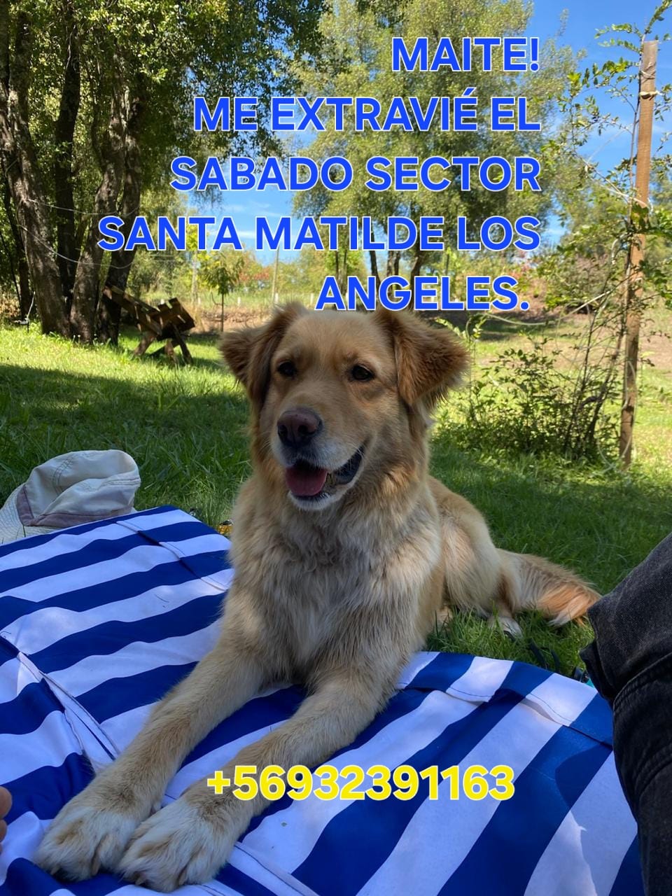 Afiches con los datos de Maite circulan para apoyar su ubicación tras su extravío en Santa Matilde. / Cedida