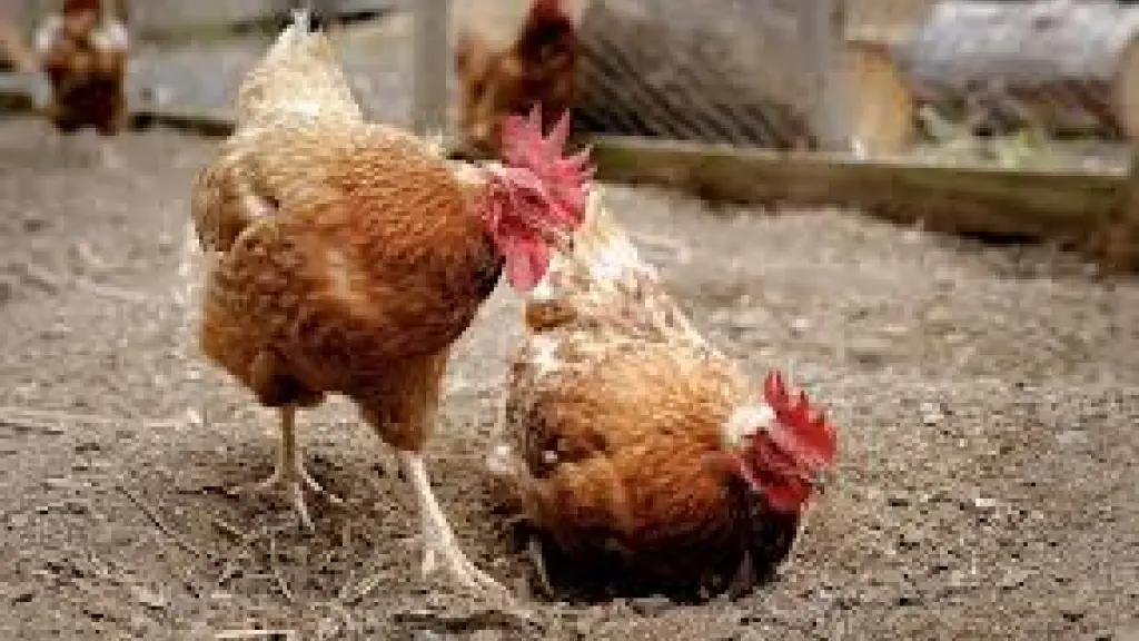 Las aves silvestres actúan como los principales vectores de la influenza aviar en la zona central, iniciando contagios que puede alcanzar a planteles industriales.