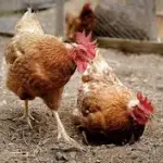 Las aves silvestres actúan como los principales vectores de la influenza aviar en la zona central, iniciando contagios que puede alcanzar a planteles industriales.