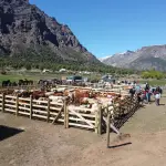 La comercialización logró que los productores mitigaran los altos costos operativos que en sectores como el lechero alcanzan hasta el 70% del capital anual.