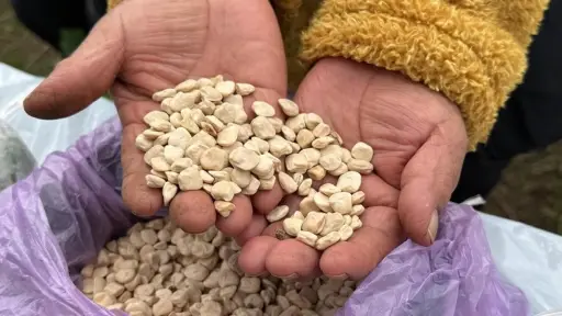 Los Ángeles revive la tradición del Trafkintu: Un encuentro de saberes y semillas en la Corporación Cultural