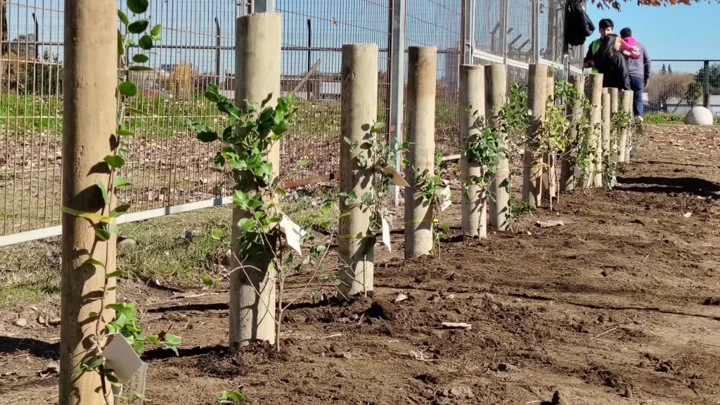 108 estudiantes enterraron las raíces de las nuevas especies de forma simultánea y acompañaron cada árbol con un deseo escrito para el futuro de la ciudad, La Tribuna