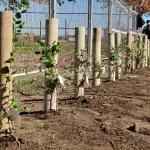 108 estudiantes enterraron las raíces de las nuevas especies de forma simultánea y acompañaron cada árbol con un deseo escrito para el futuro de la ciudad, La Tribuna