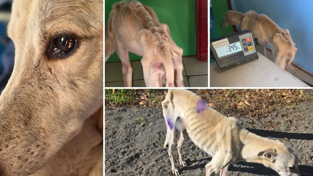 Era hueso y piel: Rescatan a galgo en grave estado de desnutrición en Cabrero: buscan ayudarlo y encontrarle una familia, La Tribuna