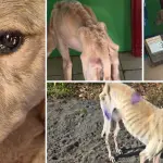 \'Era hueso y piel\': Rescatan a galgo en grave estado de desnutrición en Cabrero: buscan ayudarlo y encontrarle una familia, La Tribuna