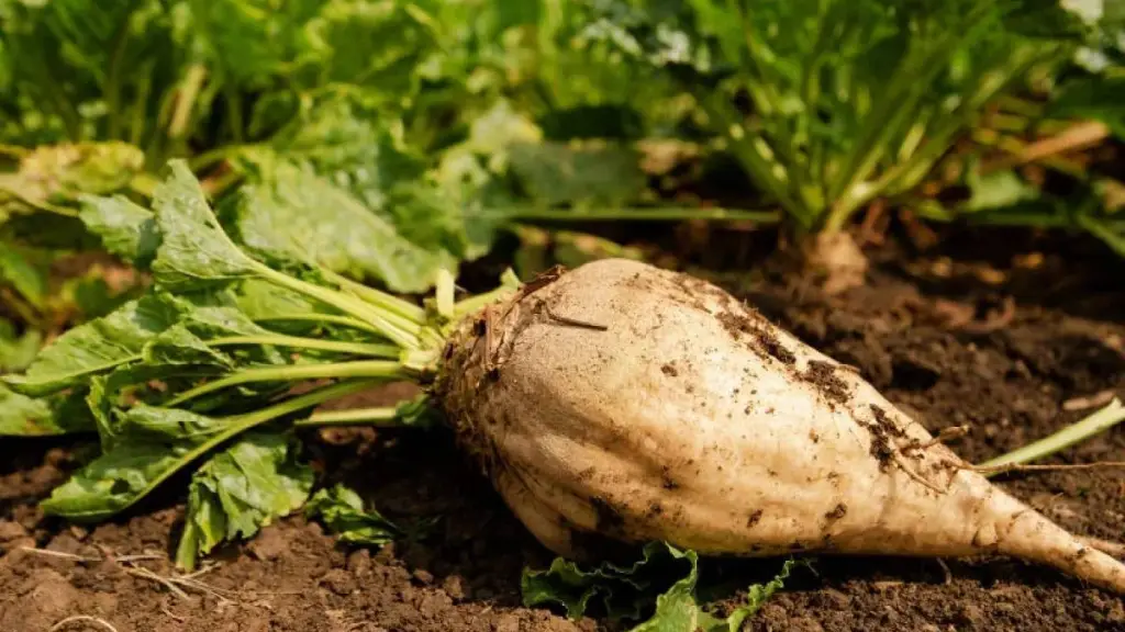 La remolacha, históricamente clave en el Biobío, enfrenta un escenario incierto en medio del cese de contratos y el alza de costos agrícolas.
