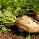 La remolacha, históricamente clave en el Biobío, enfrenta un escenario incierto en medio del cese de contratos y el alza de costos agrícolas.