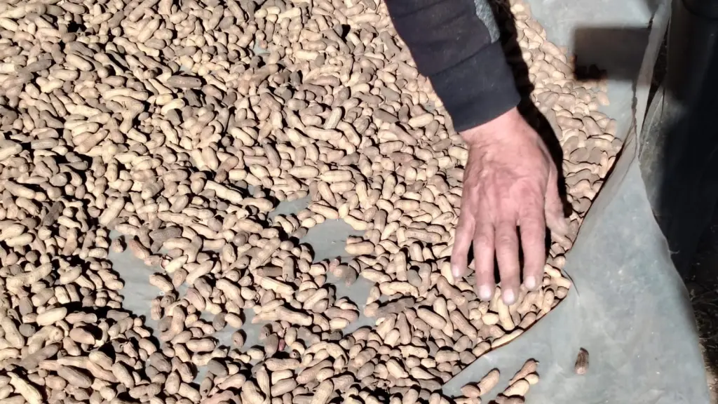 El maní producido destaca por su proceso artesanal y su carácter natural, en contraste con la producción industrial predominante en el mercado., Diario La Tribuna