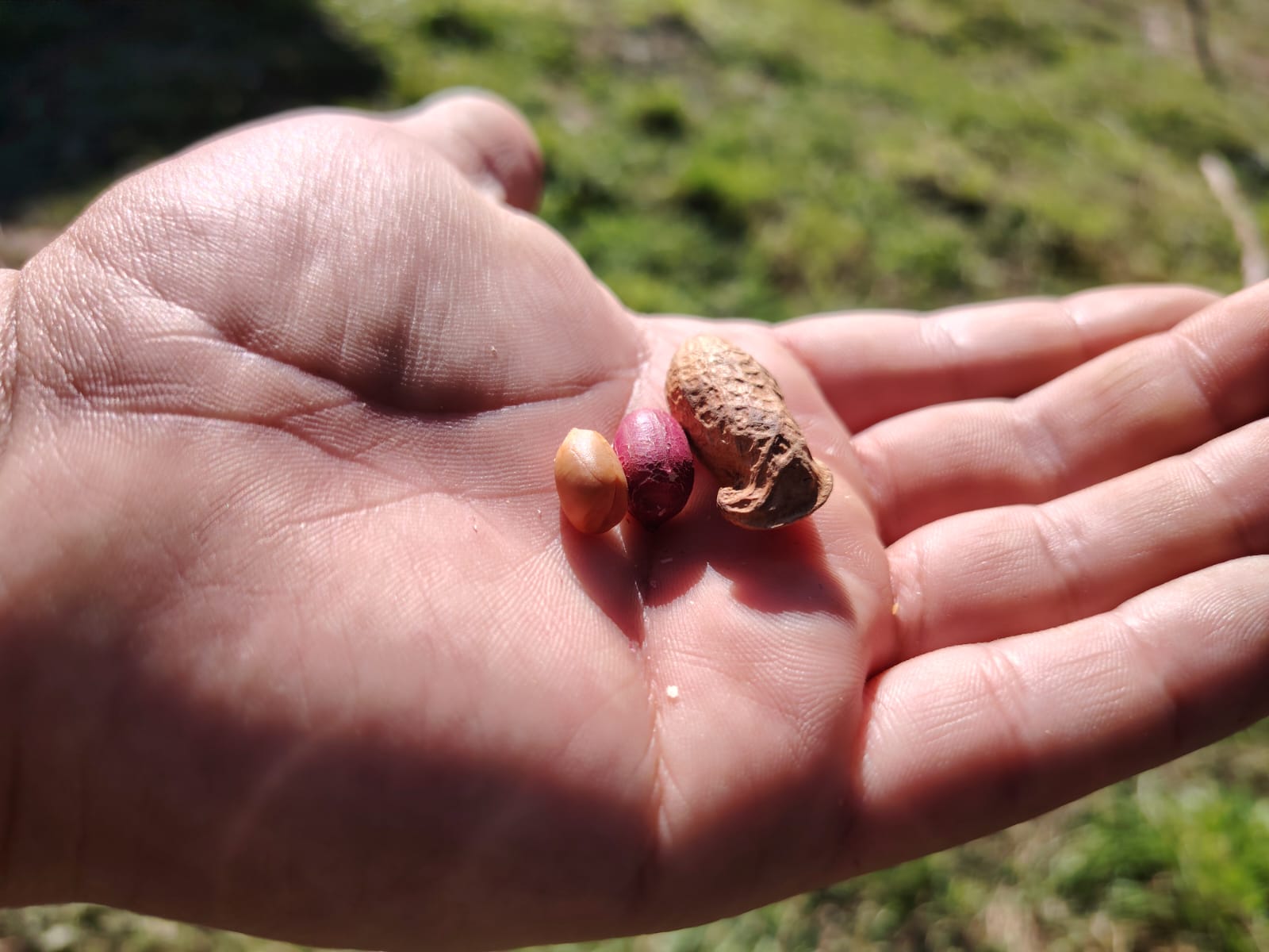 Alex Arancibia en su predio en Los Ángeles, donde desde hace cinco temporadas impulsa el cultivo ecológico de maní como alternativa agrícola y herramienta para recuperar suelos arenosos. / Diario La Tribuna