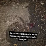 Escena, Patitas del Camino