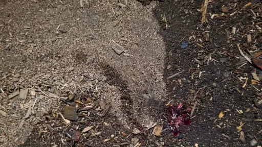 Quedó su silueta intacta: la conmovedora escena que dejó el atropello de un perrito en la Ruta 5 Sur de Los Ángeles