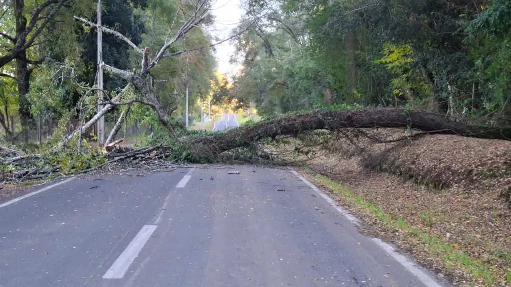 Corte de camino por caída de árboles, Municipalidad de Quilaco