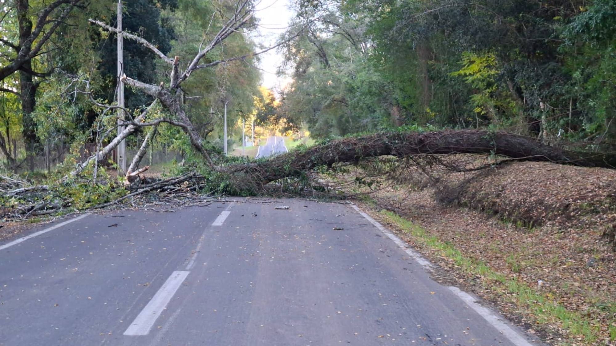 Precaución por caída de árboles en sector San Ramón, comuna de Quilaco