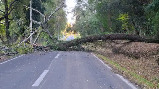 Precaución por caída de árboles en sector San Ramón, comuna de Quilaco