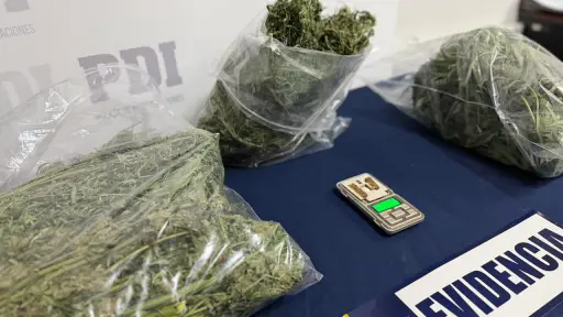 Detienen a hombre por cultivo y acopio de cannabis durante diligencia policial realizada en Traiguen