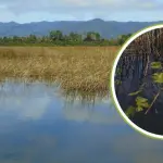 La enfermedad afecta aves domésticas y silvestres en distintas regiones del país., Conaf