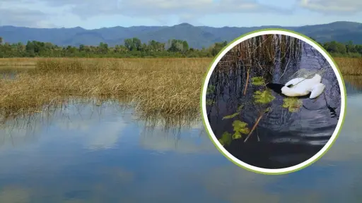 Influenza aviar en Chile: autoridades llaman a no acercarse a aves muertas o enfermas