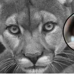Puma asesinado , Contexto