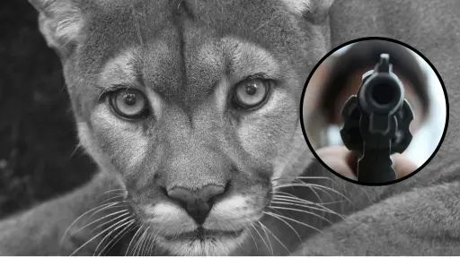 SAG denuncia muerte de puma en San José de Maipo: Presentaba impactos de bala