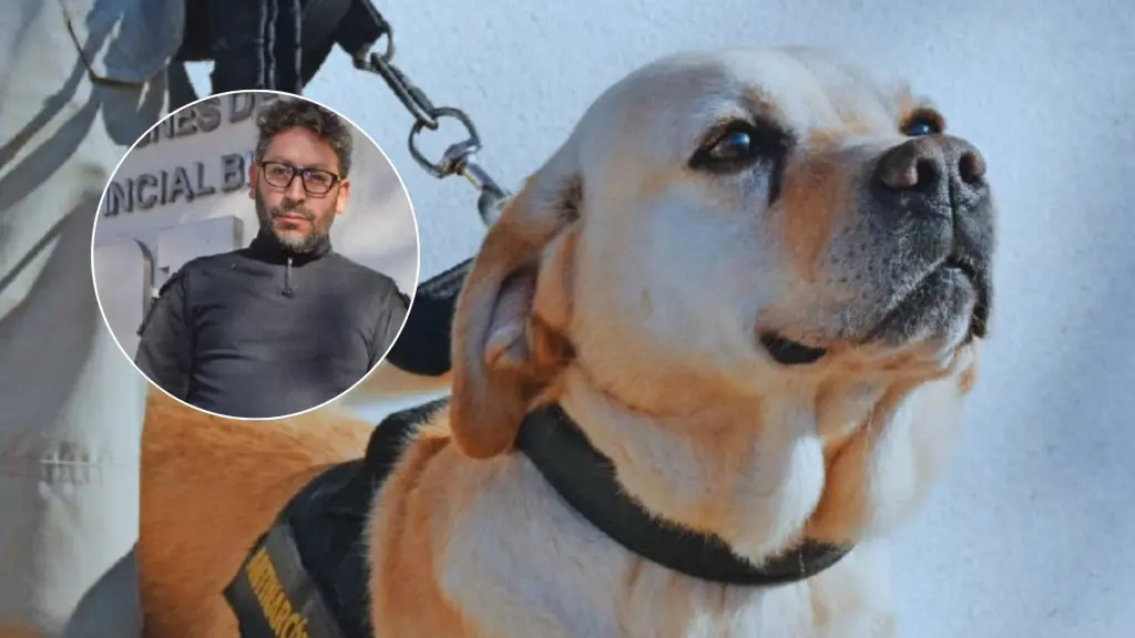 El vínculo construido durante años es tan fuerte que incluso ya piensa en el futuro del perro cuando llegue su jubilación, la que normalmente ocurre entre los ocho y nueve años de servicio operativo., Edición Diario La Tribuna