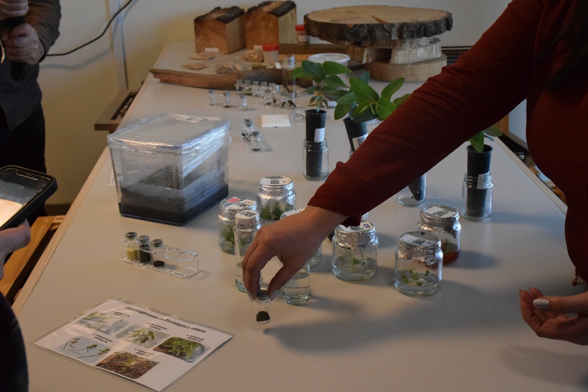 Parte del trabajo desarrollado en los laboratorios considera técnicas de micropropagación utilizadas para multiplicar materiales seleccionados en condiciones controladas. / Fredy Muñoz | La Tribuna