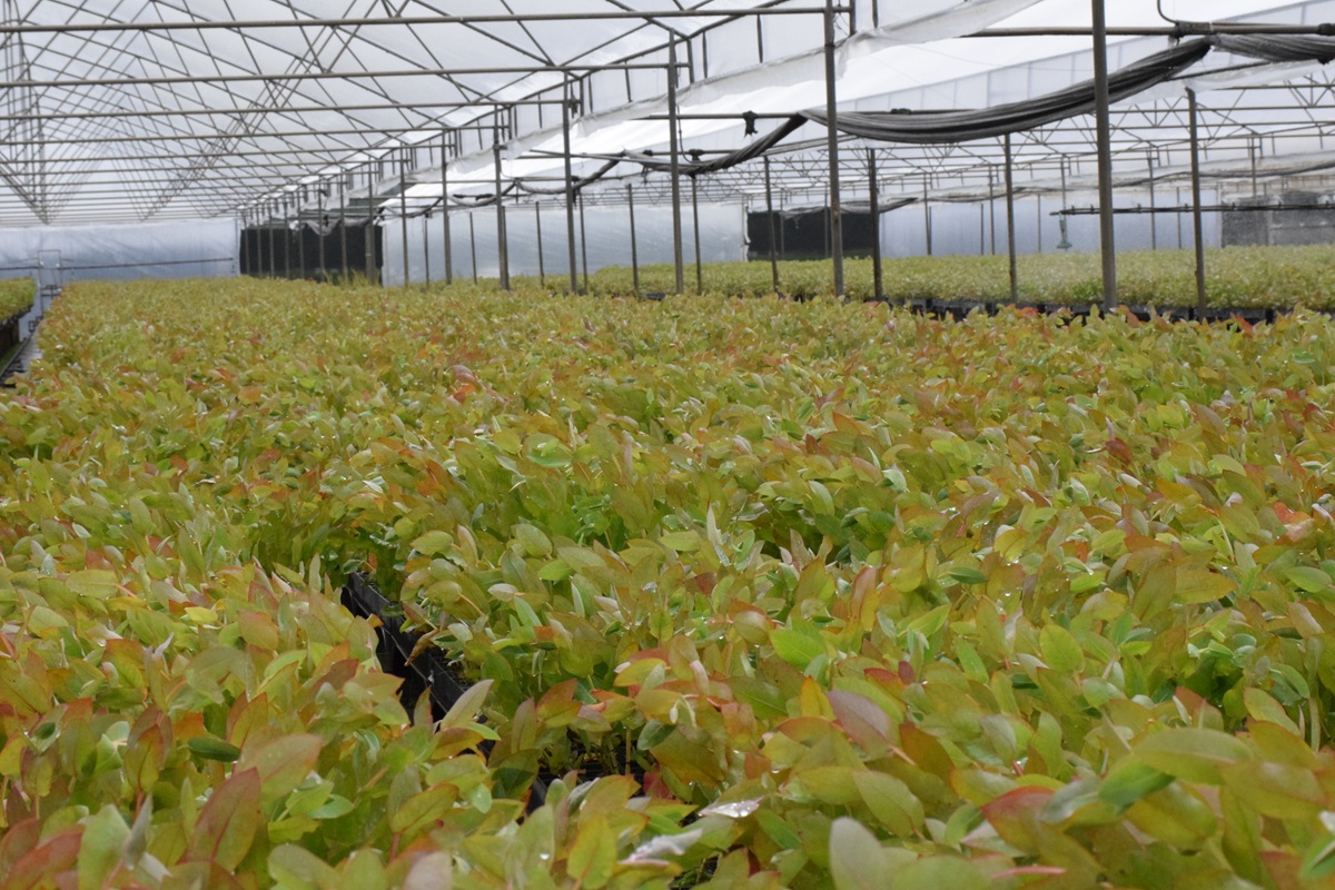 Los invernaderos del vivero Carlos Douglas, en Yumbel, albergan las primeras etapas de desarrollo de las plantas antes de su traslado a nuevas fases de crecimiento. / Fredy Muñoz | La Tribuna