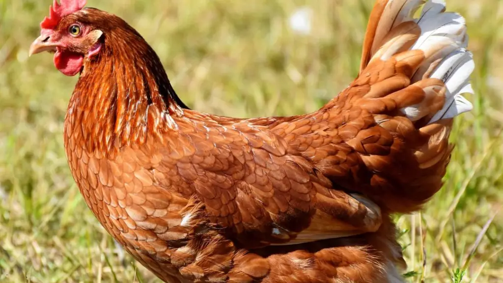 Las aves silvestres actúan como los principales vectores de la influenza aviar en la zona central, iniciando contagios que puede alcanzar a planteles industriales.