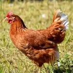 Las aves silvestres actúan como los principales vectores de la influenza aviar en la zona central, iniciando contagios que puede alcanzar a planteles industriales.
