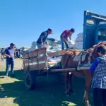 Más de mil productores agrícolas de la región del Biobío, están siendo beneficiados con forraje, INDAP