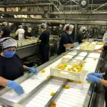 Las exportaciones agroindustriales chilenas alcanzaron la cifra de 218 mil toneladas físicas enviadas mediante puertos comerciales de embarque durante el primer trimestre de este año.