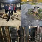 Formalización por maltrato animal en Victoria: Fiscalía pidió arresto domiciliario nocturno para dos imputados, cedida