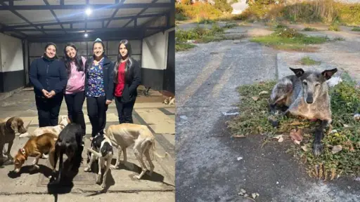 Formalización por maltrato animal en Victoria: Fiscalía pidió arresto domiciliario nocturno para dos imputados