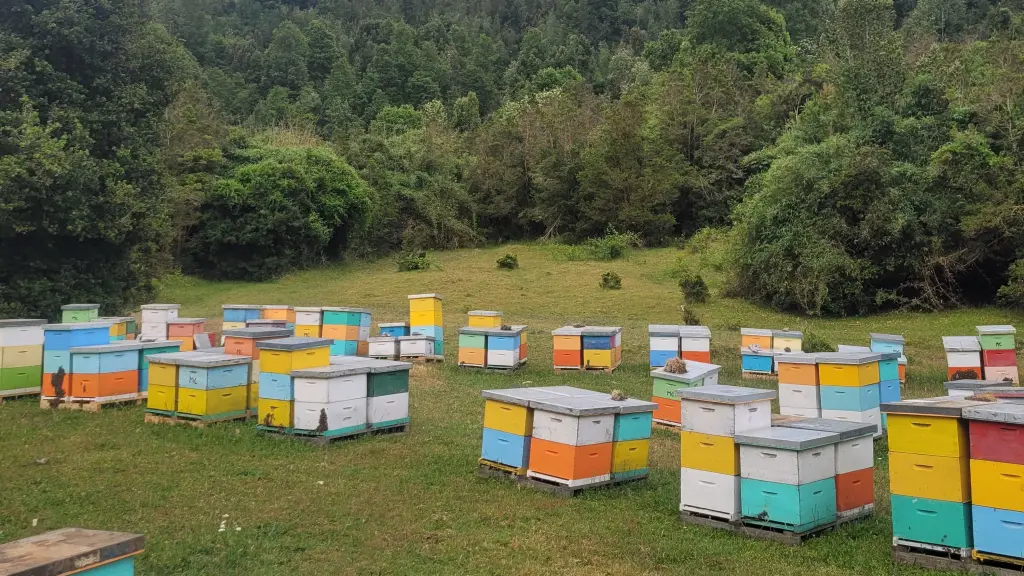 Dia mundial de la abeja, cedida