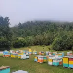 Dia mundial de la abeja, cedida