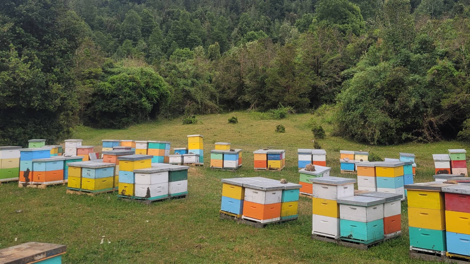Día Mundial de las Abejas: Miel de Santa Bárbara llega a Alemania, un logro para los apicultores locales
