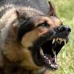 Un total de cuatro perros atacaron a la adulta mayor tras descuidos del dueño, Contexto