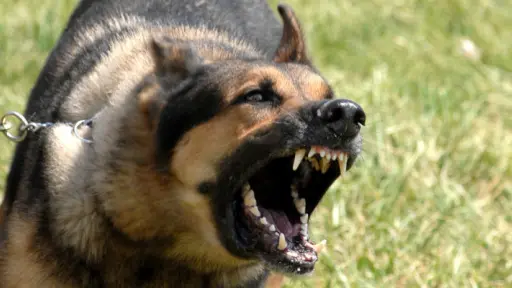 Jauría de perros ataca a adulta mayor en Yumbel