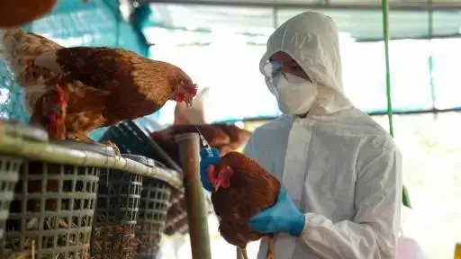 Influenza aviar en el Biobío: SAG llama a reforzar medidas de bioseguridad en aves de corral