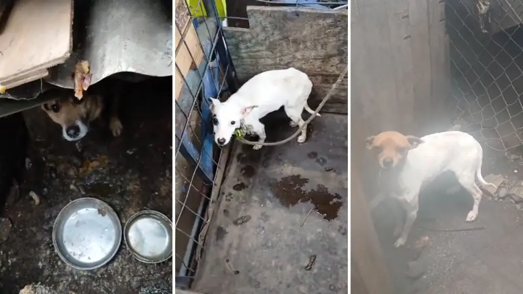Tres perros en precarias condiciones serán rescatados con apoyo policial en población de Los Ángeles, La Tribuna