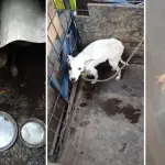 Tres perros en precarias condiciones serán rescatados con apoyo policial en población de Los Ángeles, La Tribuna