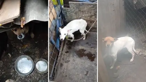 Tres perros en precarias condiciones serán rescatados con apoyo policial en población de Los Ángeles