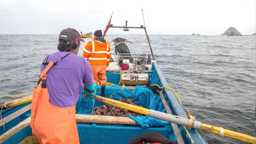 Gobierno anuncia cupón de hasta \\$600 mil para pescadores artesanales: apoyo será exclusivo para combustible