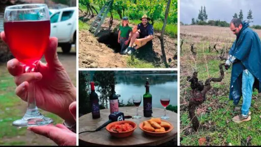 Biobío tiene una identidad vitivinícola única: experto destaca potencial de la provincia en vinos patrimoniales