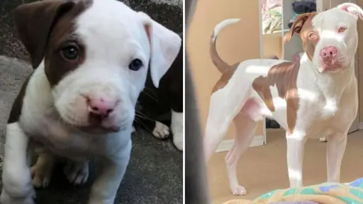 Familia de Los Ángeles ofrece recompensa para recuperar a perro que habría sido robado desde su hogar