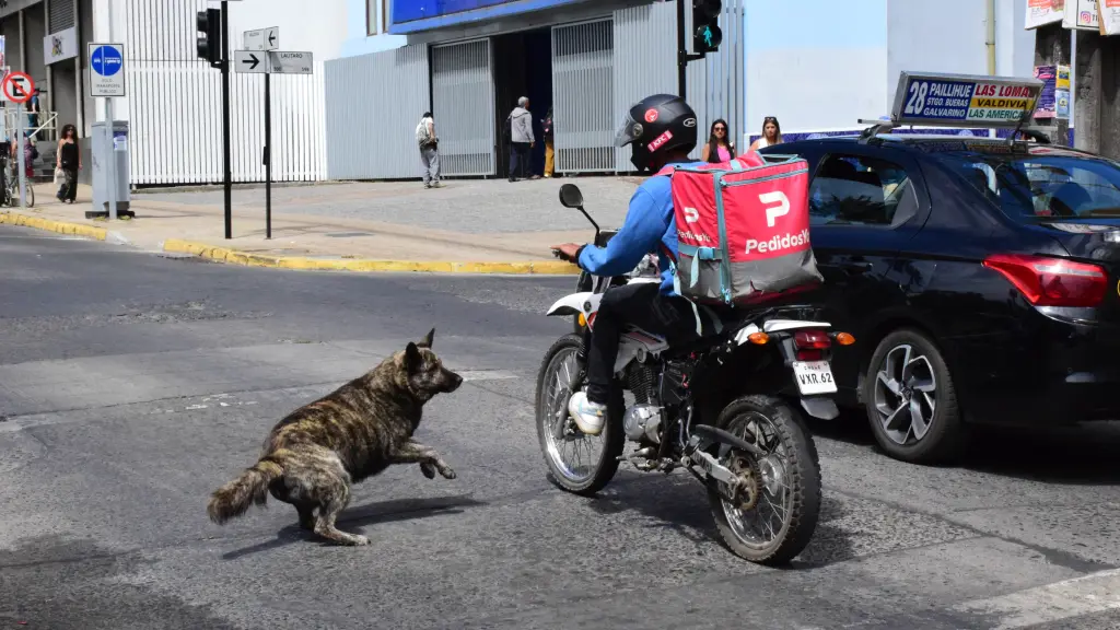 Perros vagabundos, La Tribuna